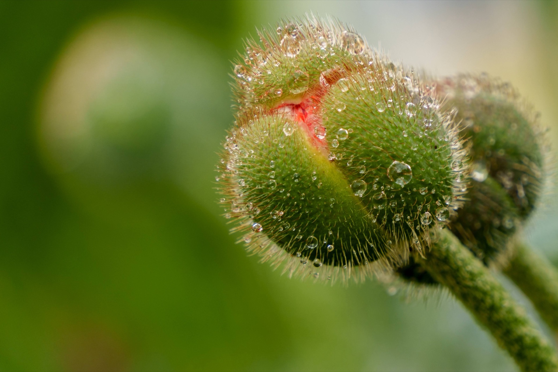 Poppy bud covered in dew drops, hairs backlit, hint of red at the seam